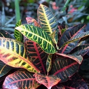 Meet your Posher, Claire